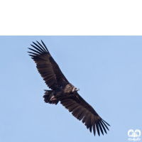 گونه کرکس سیاه Eurasian Black Vulture